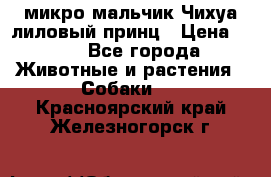 микро мальчик Чихуа лиловый принц › Цена ­ 90 - Все города Животные и растения » Собаки   . Красноярский край,Железногорск г.